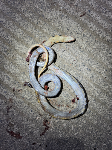 Copperhead Rat Snake