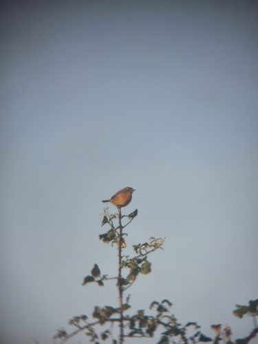 European Stonechat