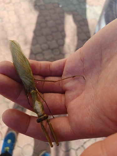 Transcaucasian Giant Mantis