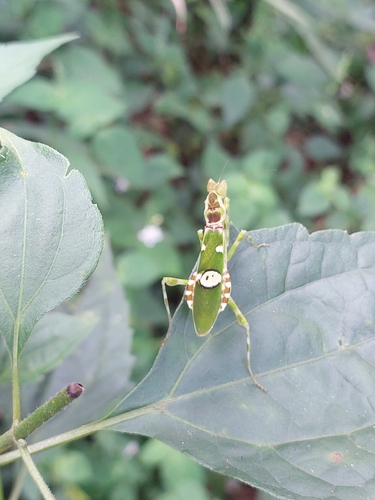 Jeweled Flower Mantis
