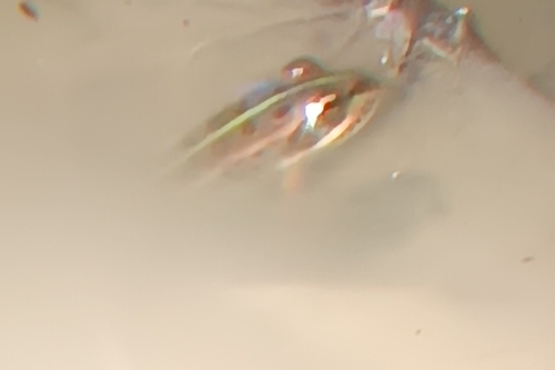 Pelophylax ridibundus kurtmuelleri