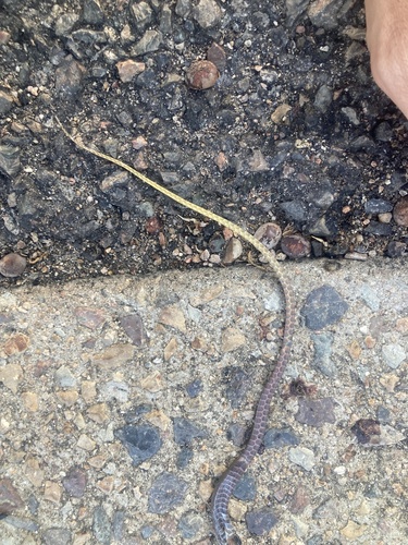 Collared Whipsnake sighting