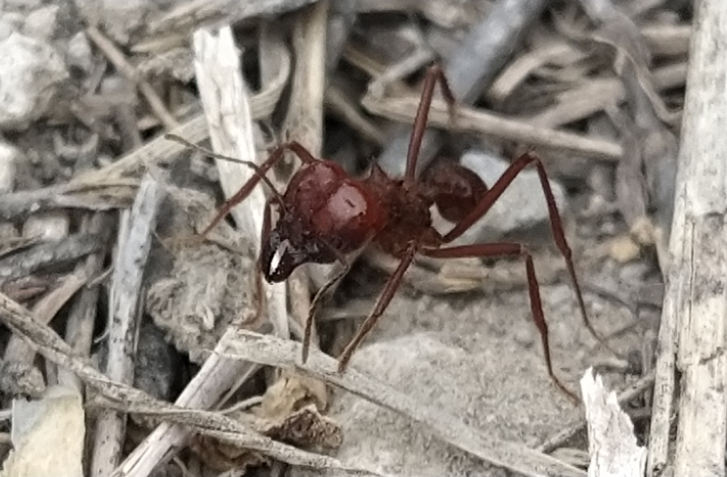 Chicatana Leafcutter Ant from Hgo., 16 de Enero ( El Tesoro ), 42800