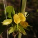 Rhynchosia cinerea - Photo (c) Jeff Stauffer, todos os direitos reservados, uploaded by Jeff Stauffer