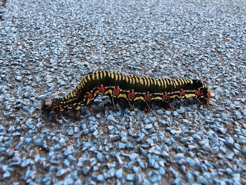 Ramie Moth