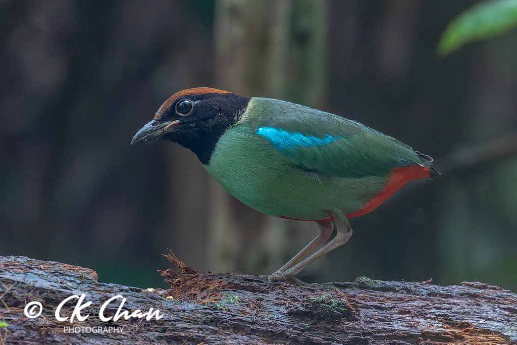 Western Hooded Pitta (Pitta sordida) photo