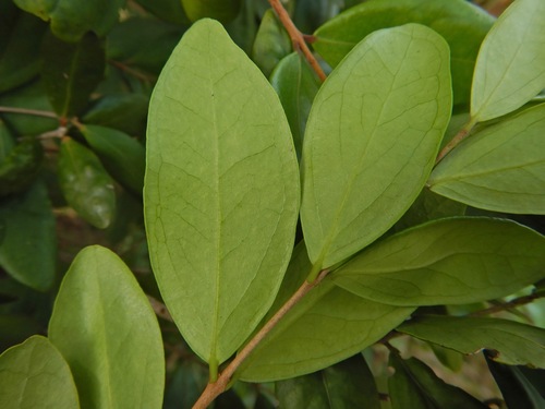 Eugenia foetida