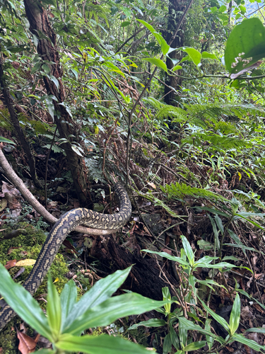 Coastal Carpet Python sighting