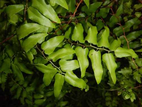 Lygodium microphyllum