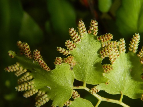 Climbing Maidenhair