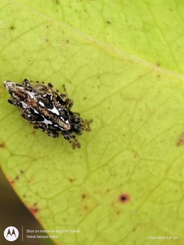 Common Garbage-Line Web Spider