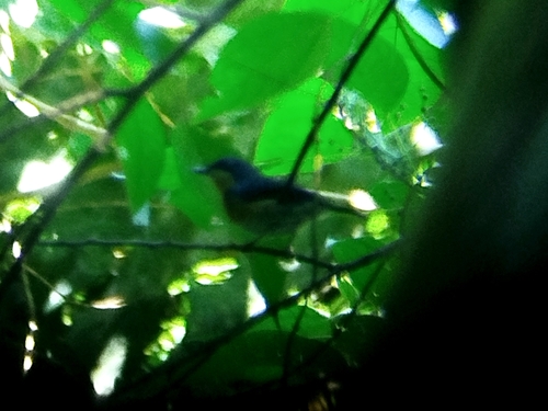 Malaysian Blue Flycatcher