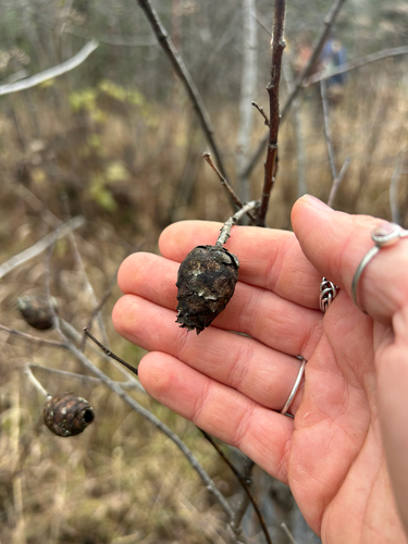 Unknown species found near Finland, MN, US
