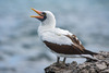 Nazca Booby - Photo (c) Leonardo Merçon, all rights reserved, uploaded by Leonardo Merçon