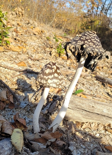 Magpie Inkcap