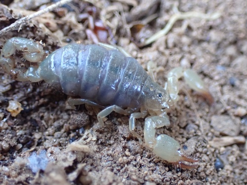 Bioculus caboensis