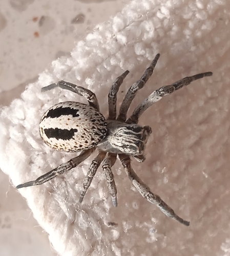 Stegodyphus lineatus