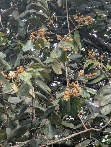 Luehea seemannii - Whole tree