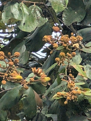 Luehea seemannii - Leaves