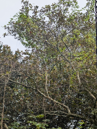 Luehea seemannii - Leaves