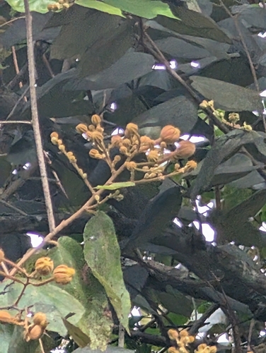 Luehea seemannii - Whole tree