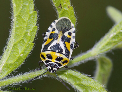 cruciferous bug
