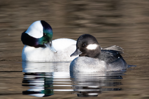 Bufflehead (Bucephala albeola) · iNaturalist.ca