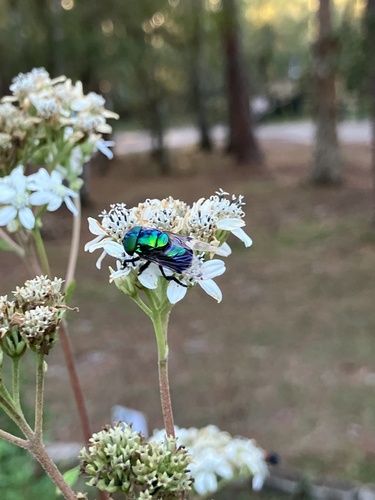Unknown species found near Lettuce Lake Conservation Park, Tampa, FL, US