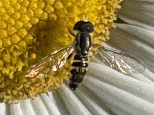 Unknown species found near Texas Ln, Cayuga Heights, NY, US