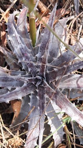 ディッキア Dyckia argentea affinis (mezii) Dyckia mezii · iNaturalist