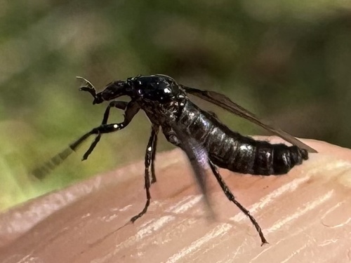 Unknown species found near NE Cholokka Blvd, Micanopy, FL, US