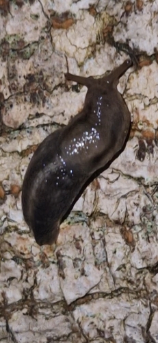 Lehmannia marginata