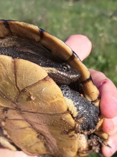 Hydromedusa tectifera
