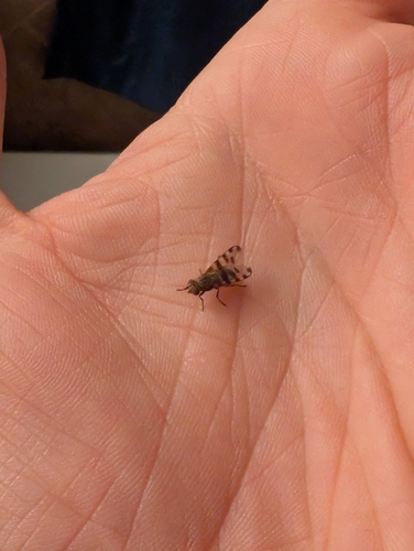 Unknown species found near Pocatello, ID, USA