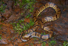 Big Ground Snake - Photo (c) Matthieu Berroneau, all rights reserved