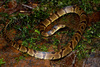 Big Ground Snake - Photo (c) Matthieu Berroneau, all rights reserved, uploaded by Matthieu Berroneau