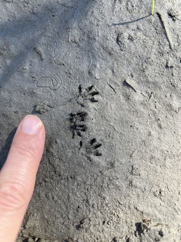 iNaturalist observation photo of Gambel's Deer Mouse