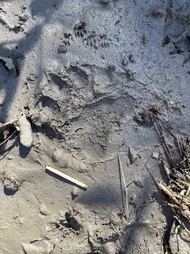 iNaturalist observation photo of American Black Bear
