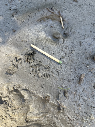 iNaturalist observation photo of Placental Mammals