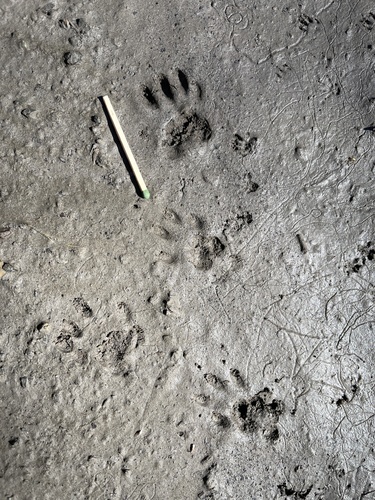 iNaturalist observation photo of Placental Mammals