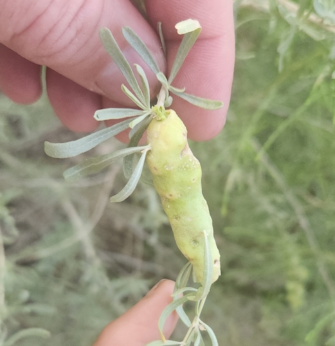 Unknown species found near Flowing Wells, Tucson, AZ, USA