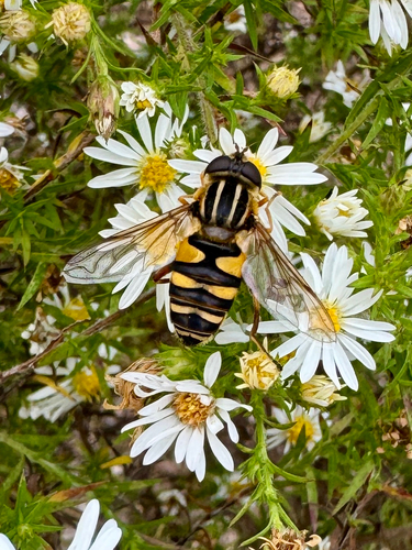 Unknown species found near Candi Ln, Columbia, SC, US