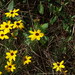 Coreopsis pulchra - Photo (c) Larry Beane, כל הזכויות שמורות, uploaded by Larry Beane