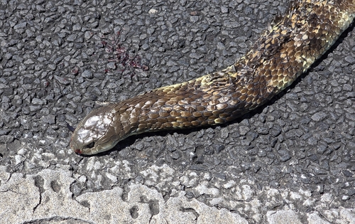 Tiger Snake sighting