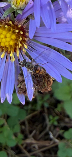Unknown species found near Rhode Island Avenue Trolley Trail, Hyattsville, MD, US