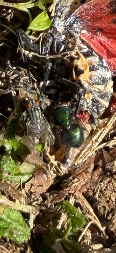 Unknown species found near Baltimore Ave, Hyattsville, MD, US
