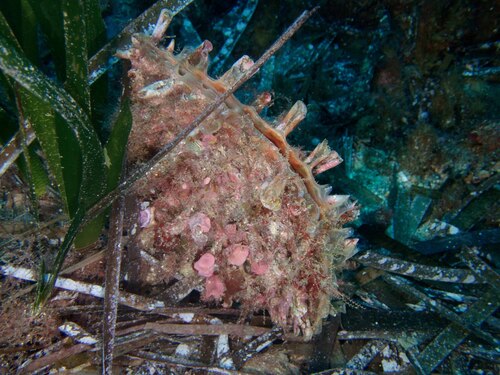 Pinna rudis