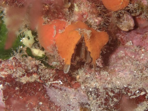 Arca noae