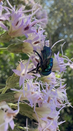Unknown species found near Blue Spring State Park, Orange City, FL, US
