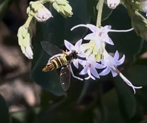 Unknown species found near Blue Spring State Park, Orange City, FL, US